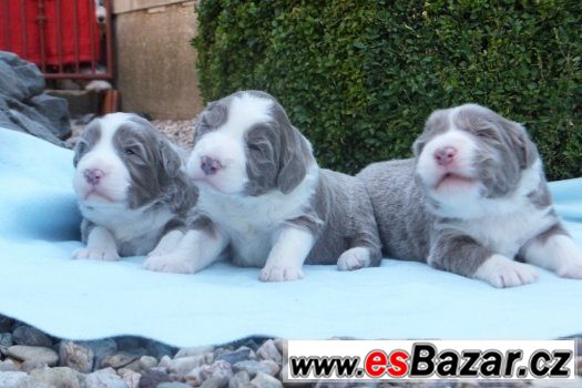 bearded-collie-stenata-s-pp