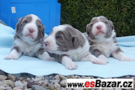 Bearded collie - štěnata s PP