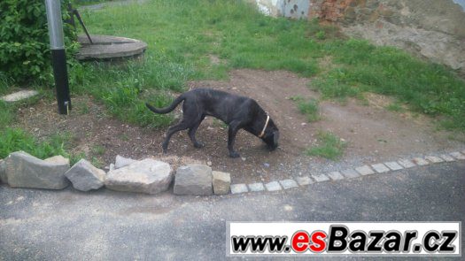 Prodám fenu Cane corzo
