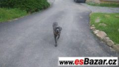 Prodám fenu Cane corzo