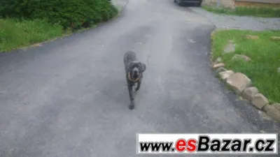 Prodám fenu Cane corzo