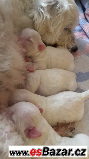 coton-de-tulear-stenatka