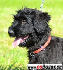 briard- poslední černá fenka
