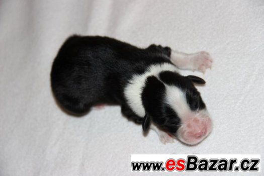 Bearded collie / kolie Bearded collie / kolie