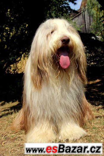 Bearded collie / kolie Bearded collie / kolie