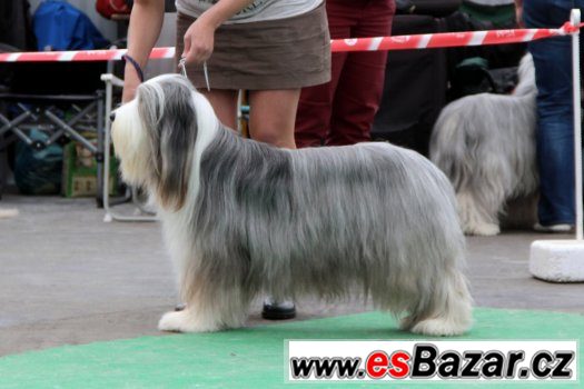 Bearded collie / kolie Bearded collie / kolie