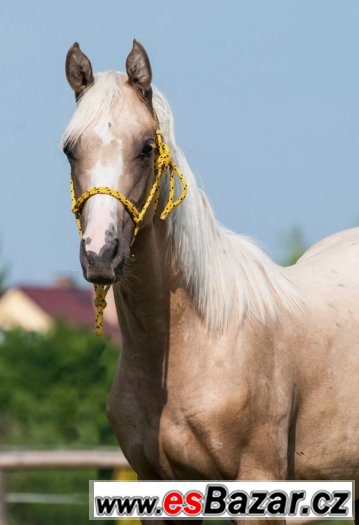 Appaloosa klisna