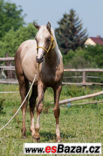 Appaloosa klisna