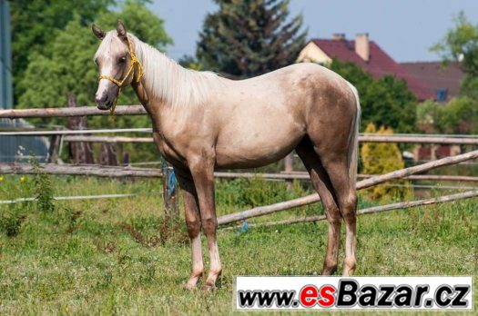 Appaloosa klisna