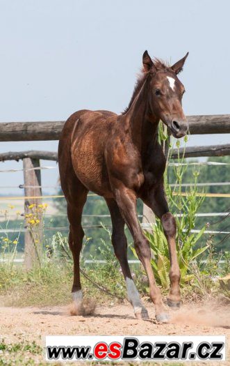 Appaloosa klisna odstavče