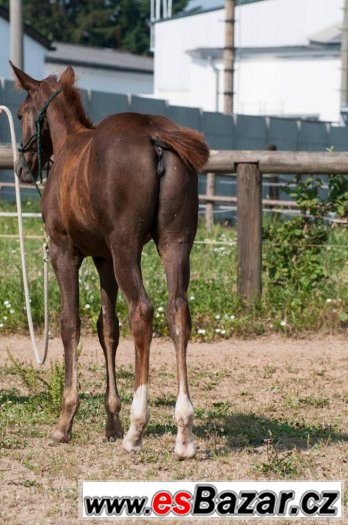 Appaloosa klisna odstavče