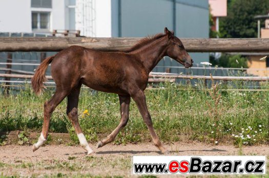 Appaloosa klisna odstavče