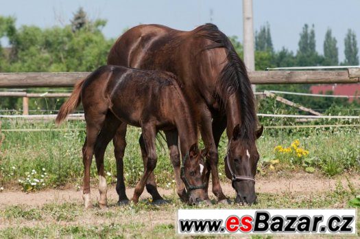 Appaloosa klisna odstavče