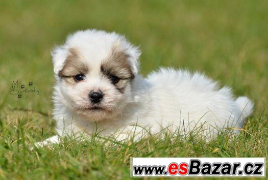 stenata-coton-de-tulear