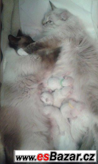 ragdoll