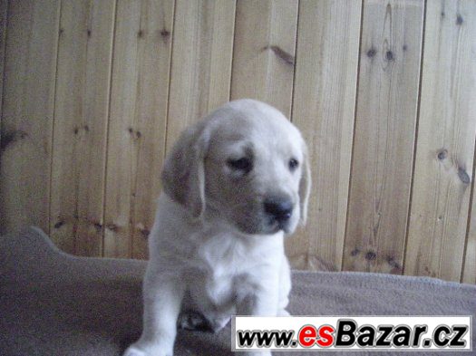 Prodam dvě štenata Labradorskeho retrivra. Prodam dvě štenata Labradorskeho retrivra.