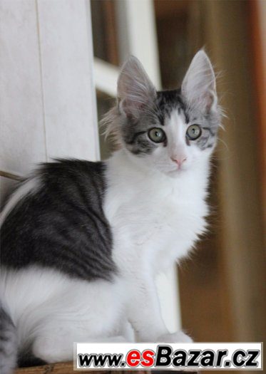 Turecka Angora - stribriti kocourci s PP Turecka Angora - stribriti kocourci s PP