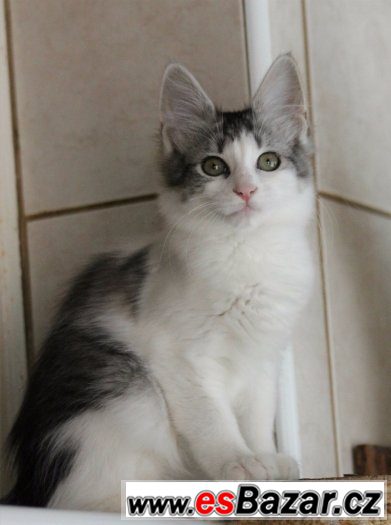 Turecka Angora - stribriti kocourci s PP Turecka Angora - stribriti kocourci s PP