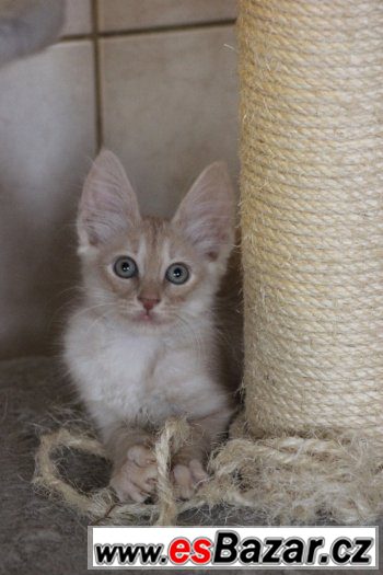 Turecka Angora - kotatka s PP Turecka Angora - kotatka s PP