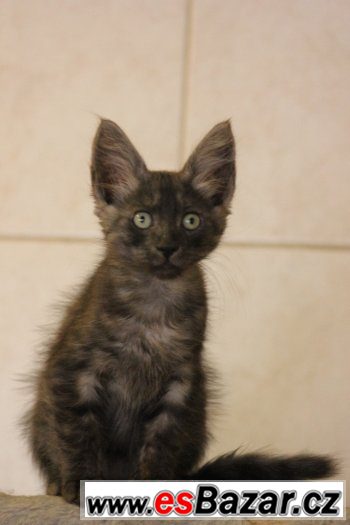 Turecka Angora - kotatka s PP Turecka Angora - kotatka s PP