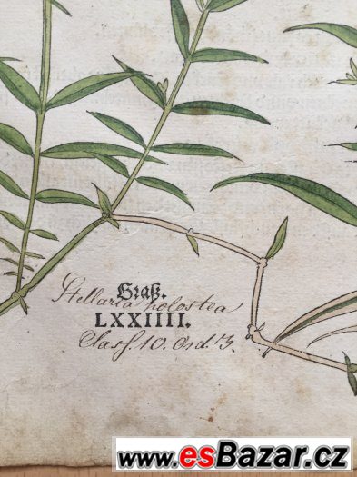 r. 1543, originál  list ze světově prvního herbáře,,Fuchs,,