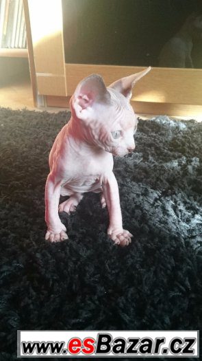 Sphynx