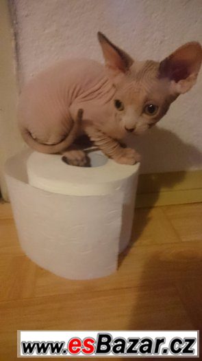 Sphynx kanadský