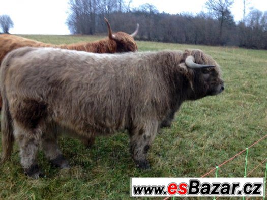 Skotský náhorní skot - Highland cattle prodej