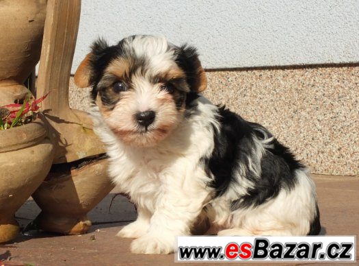 biewerjorksirsky-terrier-biewer-yorkshirre-terrier-biewer