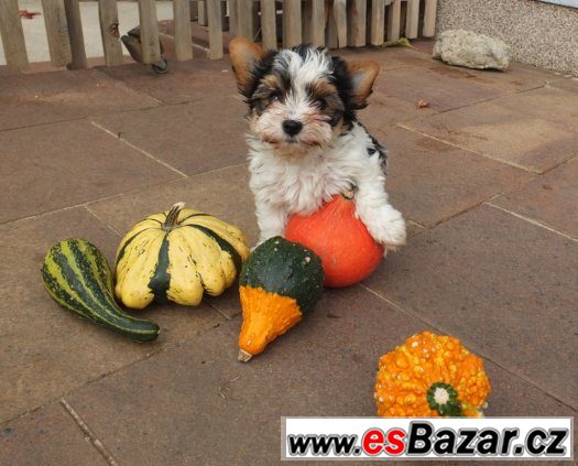 biewer, biewer jorkšírský terier, biewer  yorkshirre terrier