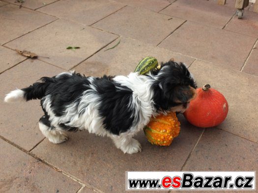 biewer, biewer jorkšírský terier, biewer  yorkshirre terrier