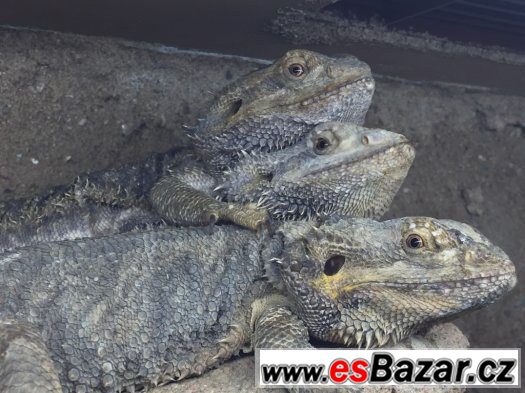 Agama vousata 2x samicka 1x samecek