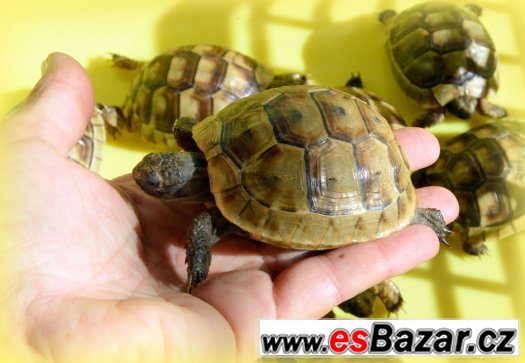 Želva vroubená, žlutohnědá- roční želvičky