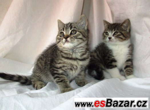 Britská koťata s PP  tečkovaná a tečkovaná bikolor WHISKAS