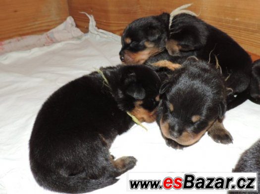 stenata-rottweileru-s-pp-fci