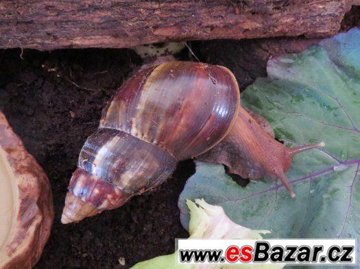 nabizim-sneky-achatina-folica