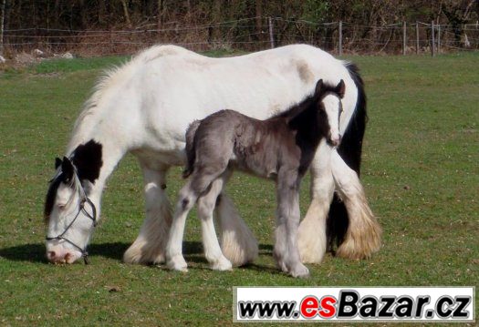 Irský cob - pěkná klisna 1,5 roku