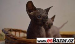 Sphynx s PP koťátka