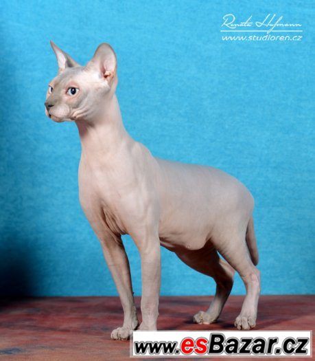 Sphynx kluk s PP 7 měsíční za 8.000,-