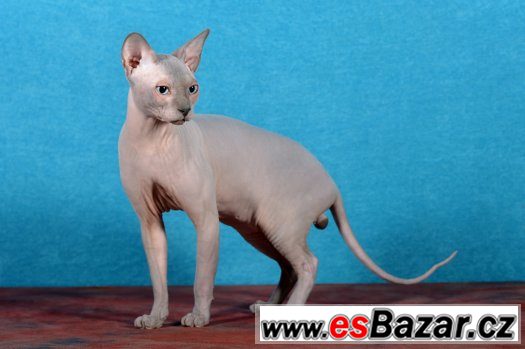 Sphynx kluk s PP 7 měsíční za 8.000,-