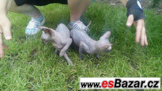 Sphynx, dvě holky+kluk s PP 7 měsíců