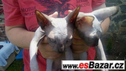 Sphynx, dvě holky+kluk s PP 7 měsíců