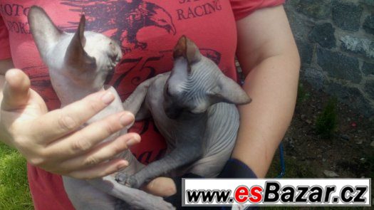 Sphynx, dvě holky+kluk s PP 7 měsíců