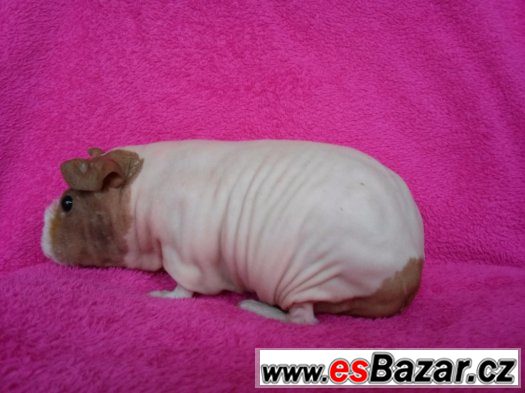 Skinny morče holka Popi Skinny morče holka Popi