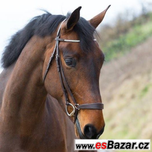 Pony uzdečka - hannoverský nánosník - NOVÁ Pony uzdečka - hannoverský nánosník - NOVÁ