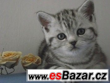 Britská koťátka bez PP, v mramorovaném zbarvení /WHISKAS/