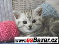 Britská koťátka bez PP, v mramorovaném zbarvení /WHISKAS/