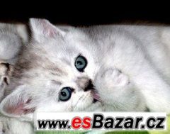 Britská koťátka mramorovaná /Whiskas/,tečkovaná a