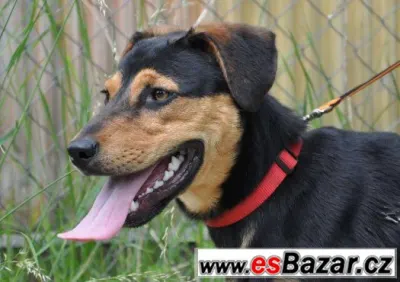 Darujeme křížence