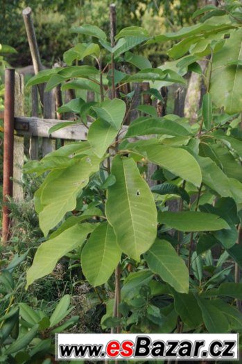 Magnolia obovata a další zajímavé rostliny